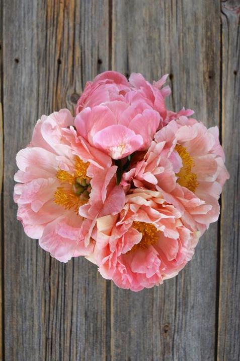 CORAL CHARM   PEONIES